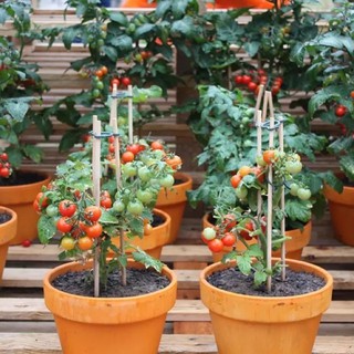 เมล็ดพันธุ์ มะเขือเทศ พุ่มเตี้ย ( Tiny Tim Tomato Seed )บรรจุ 15 เมล็ด