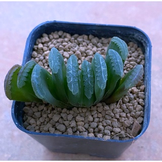 H.truncata hybrid ‘VT-062’ A062