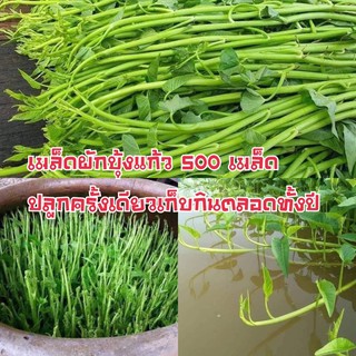 เมล็ดผักบุ้งแก้ว ผักบุ้งเย็นตาโฟ 500เมล็ด