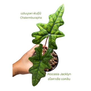 ต้นไซส์ตามภาพ alocasia jacklyn อโล แจคลิน กระถาง4”