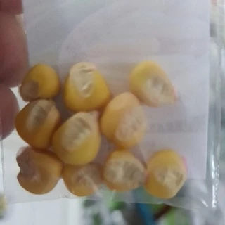 ข้าวโพดเทียนน้ำผึ้ง🌽ข้าวโพดจิ๋ว📌ถูกที่สุด10บ.📌เมล็ดพันธุ์ข้าวโพดเทียนน้ำผึ้ง 10 เมล็ด🌽ปลูกง่าย🌽ผลดก🌽หวานหนึบ🌽อร่อยมาก