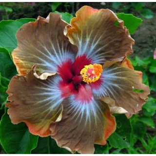 เมล็ดพันธุ์ชบาไต้หวัน บราวนี่ บลู(Brownie Blue Taiwan Hibiscus Seed)บรรจุ 10 เมล็ด ของแท้ คุณภาพดี นำเข้าจากต่างประเทศ