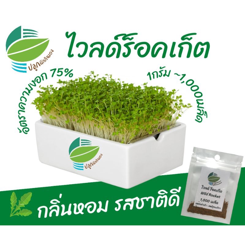 เมล็ดพันธุ์​ต้นอ่อน ไวลด์ร็อคเก็ต (Wild Rocket​ Microgreens)​