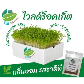 เมล็ดพันธุ์​ต้นอ่อน ไวลด์ร็อคเก็ต (Wild Rocket​ Microgreens)​