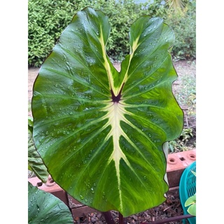 Colocasia White Lava ไวท์ลาวา ตัดชำพร้อมส่ง