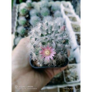 แมมมิลลาเรีย โบคาซานา (Mammillaria bocasana)