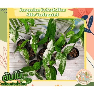 เงินไหลมาด่างขาว (Syngonium podophyllum Albo Variegeted) ชำต้นให้แล้ว