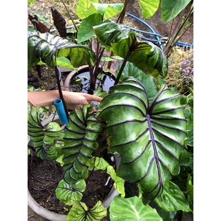 บอน หน้ากากฟาร์โรห์ Colocasia Pharaohs Mask หน้ากากชัด ลายชัดแล้วค่ะ ปลายไหล ต้นแข็งแรง