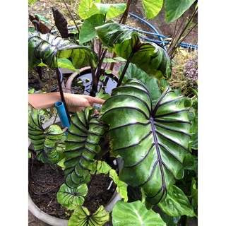 บอน หน้ากากฟาร์โรห์ Colocasia Pharaohs Mask หน้ากากชัด ลายชัดแล้วค่ะ ปลายไหล ต้นแข็งแรง