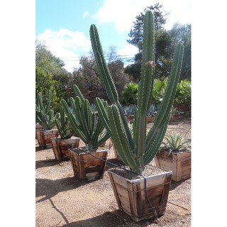 Cereus repandus (10 seeds)