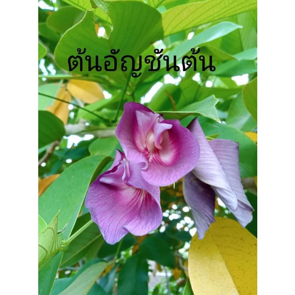 ต้นคลิทอเลียหรืออัญชันต้น สูง 70-80ซม.
