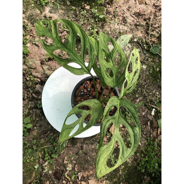 ‼️🔥Monstera adansonii Indonesia variegated 🌟พลูฉลุอินโดด่าง