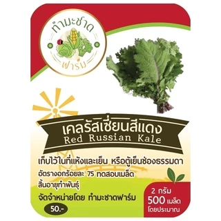 (เลือกชนิดได้) เมล็ดพันธุ์ คะน้าเคล Kale เคล ใบหยิก สการ์เล็ตเคล บลูเคล ไดโนเคล เคลไซบีเรียน เคลรัสเซียน เคลม่วง scarlet