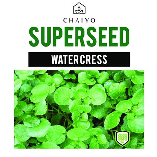 เมล็ดพันธุ์วอเตอร์เครส ชัยโย 450 เมล็ด WATER CRESS 450 SEEDS