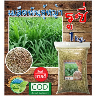 เมล็ดพันธุ์หญ้ารูซี่ (Ruzi Grass) (ใหม่!!! เกรด A) บรรจุ 1 กิโลกรัม