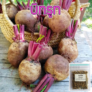 เมล็ดพันธุ์ บีทรูท (Beetroot) เมล็ดนำเข้าจากต่างประเทศ 50 เมล็ด [10 แถม 1 คละได้]