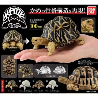 (เพิ่มครบชุดพร้อมส่ง) Gashapon กาชาปองเต่า KAME Tortoise Bandai Vol.1 โมเดลเต่า