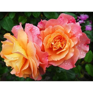 25เมล็ด เมล็ดกุหลาบ อังกฤษ พันธุ์เลื้อย สีส้ม กุหลาบหนู Rose seeds