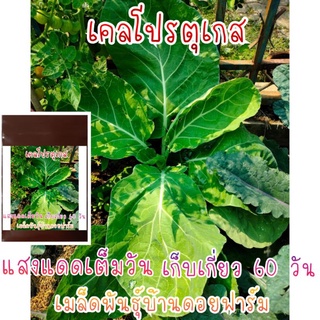 20เมล็ด เคล คะน้าใบหยิก โปรตุเกส (Portuguese Kale