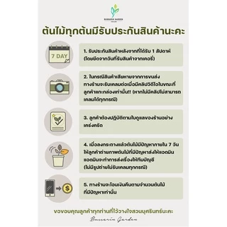 ต้นโกสนพันธุ์ ราศีพิจิก ไซส์ใหญ่ กระถาง 8" สูง 30-40 เซนติเมตร ซื้อ 10 แถม 1 (จัดส่งแบบถอดกระถาง+รับประกันสินค้า)