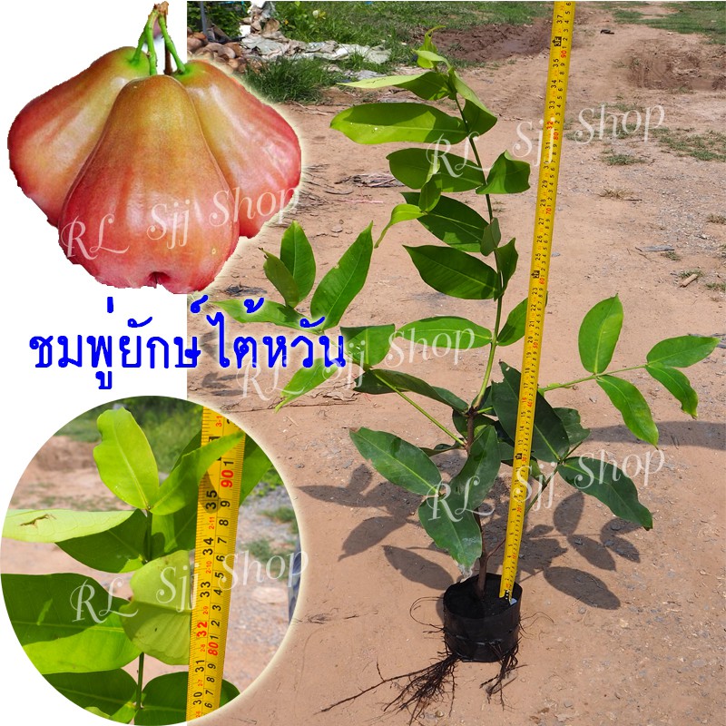 ( 1 ต้น)🌳ชมพู่ยักษ์ไต้หวัน🌳ลูกดก ผลใหญ่ หวานกรอบ เนื้อฟู ต้นกล้าสูง 80-90 ซม. ต้นกิ่งตอน สินค้าพร้อมส่ง