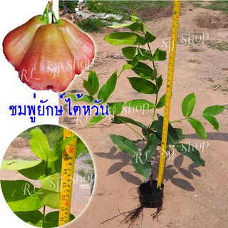 ( 1 ต้น)🌳ชมพู่ยักษ์ไต้หวัน🌳ลูกดก ผลใหญ่ หวานกรอบ เนื้อฟู ต้นกล้าสูง 80-90 ซม. ต้นกิ่งตอน สินค้าพร้อมส่ง