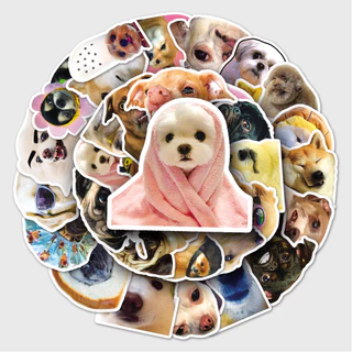 สุ่ม 50 ชิ้นตลกสติกเกอร์สุนัขร้อนกันน้ํา DIY สําหรับโทรศัพท์แล็ปท็อปรถสติกเกอร์ Creative Home Decal
