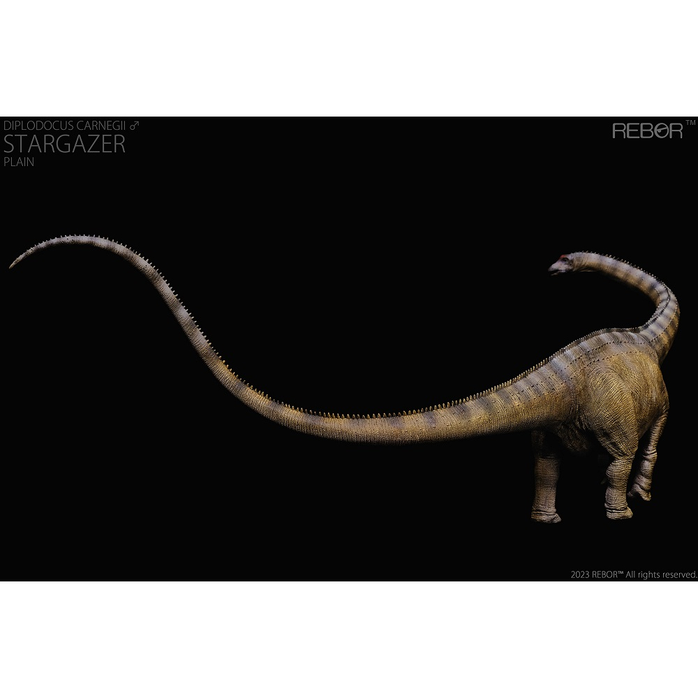 REBOR 1:35 ชาย Diplodocus carnegii "Stargazer" Museum Class Replica Plain Ver ไดโนเสาร์รุ่นของเล่นคลาสสิก