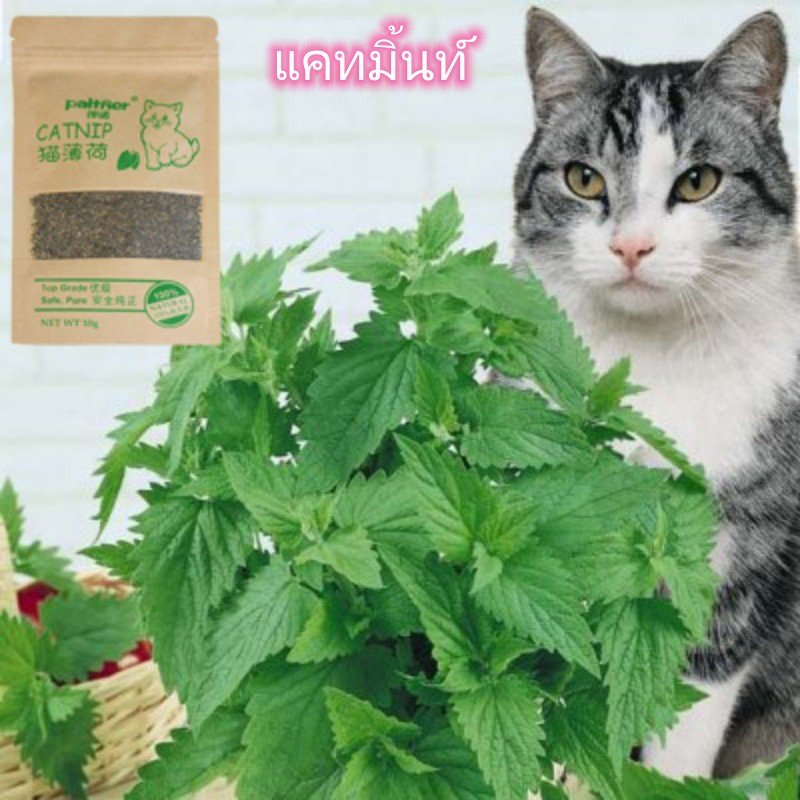 Oyes 100 % ธรรมชาติพรีเมี ่ ยม Catnip วัวหญ ้ าแมวปลอดสารพิษ 10g Menthol รสแมวอุปกรณ ์
