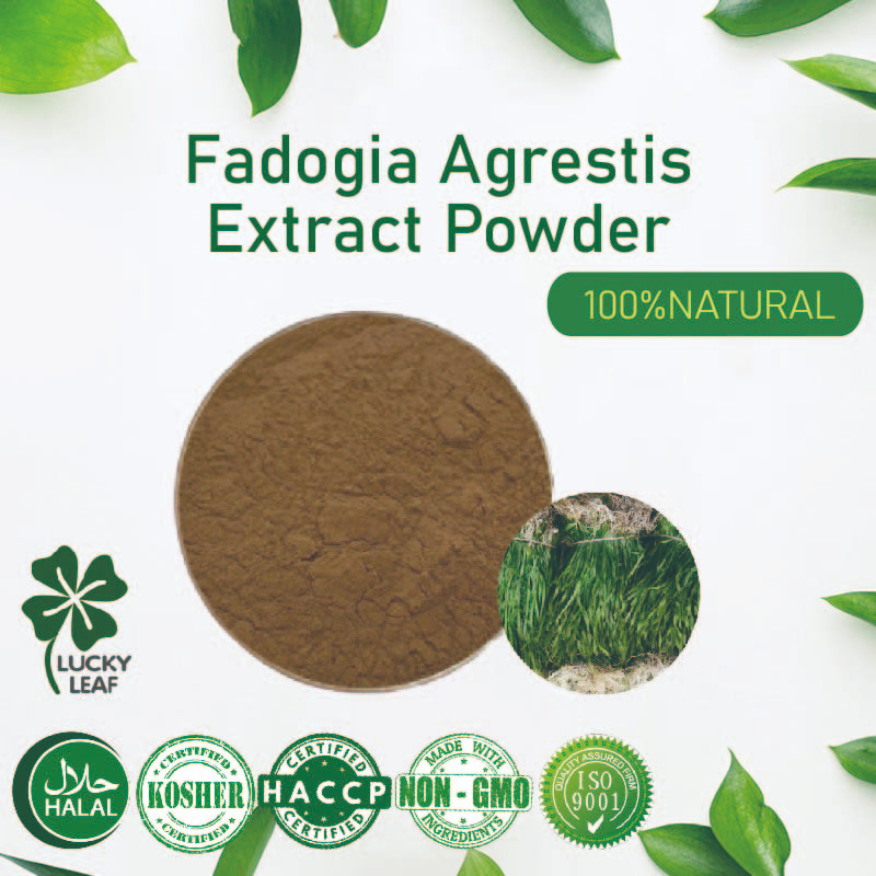 【100g-200g 】Fadogia Agrestis ผงสกัด เพื่อสุขภาพ และพลังงาน สําหรับผู้ชาย