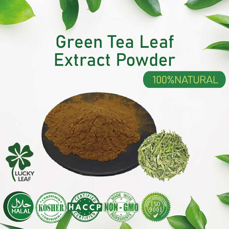 【 100g-200g 】 ผงสารสกัดจากใบชาเขียว/Tea-Polyphenols/ลดน ้ ําหนักและต ้ านอนุมูลอิสระ
