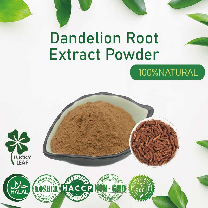 Dandelion Root Extract Powder/Taraxacum/บรรเทาอาการปวด/ลดอาการอักเสบ-Kosher&HALAL Certified