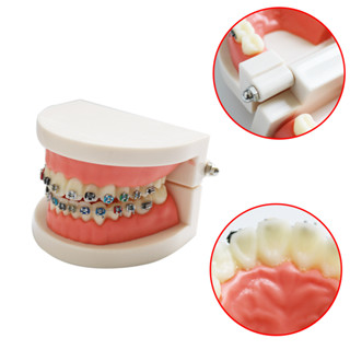 อุปกรณ์ทันตกรรมโมเดลฟันพร้อมขาตั้งโลหะ 1 ชิ้น Teeth Model