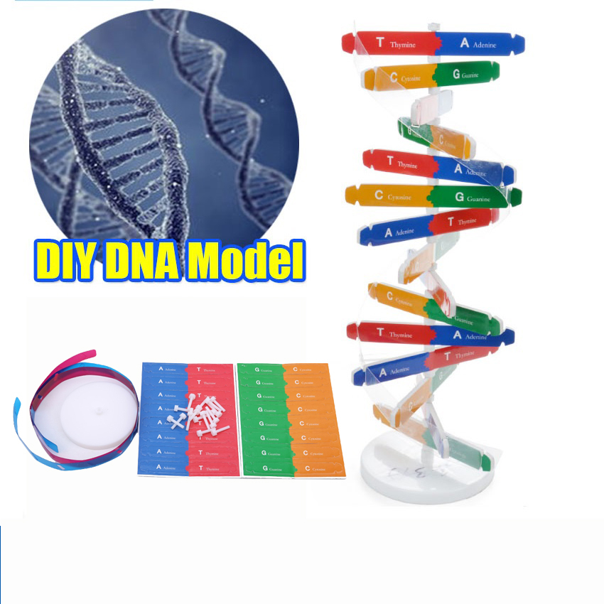 ของเล่นเพื่อการศึกษา DNA Double Helix วิทยาศาสตร์การสอนแบบจําลองเครื่องมือการสอนสําหรับเด็กชุดทดสอบ
