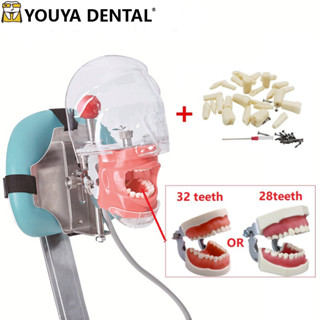 อุปกรณ์ทันตกรรมจําลอง แบบเรียบง่าย พร้อมฟัน สําหรับทันตแพทย์