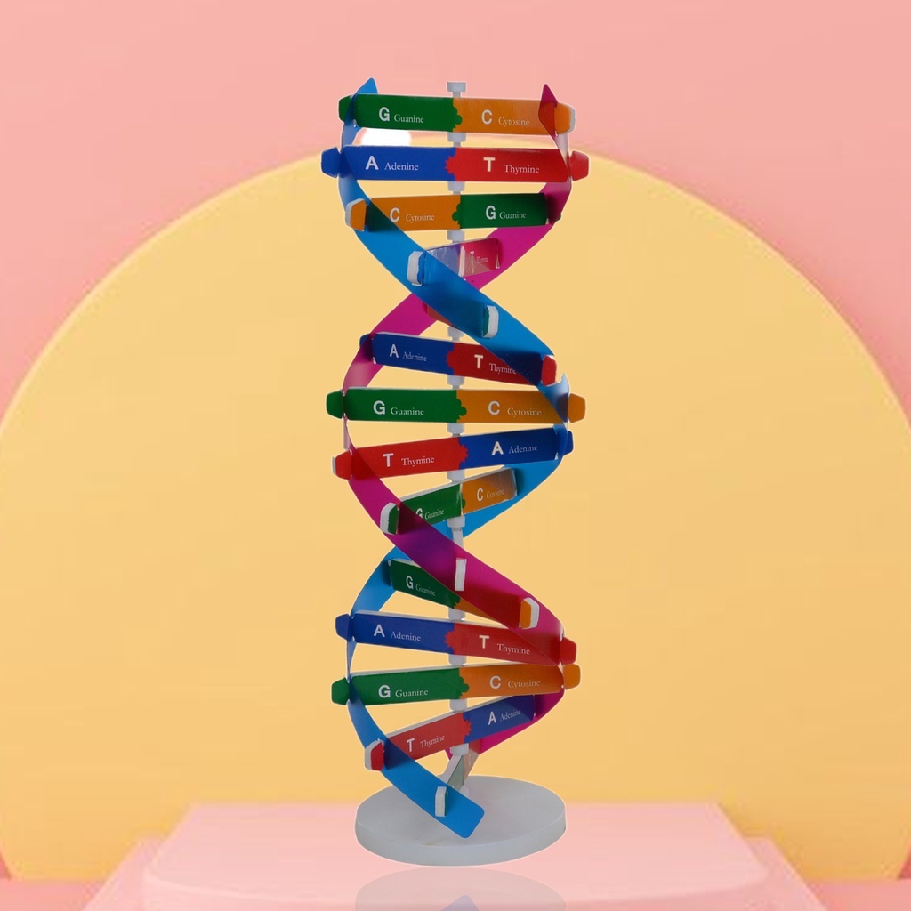 ของเล่นเพื่อการศึกษา DNA Double Helix วิทยาศาสตร์การสอนแบบจําลองเครื่องมือการสอนสําหรับเด็กชุดทดสอบ
