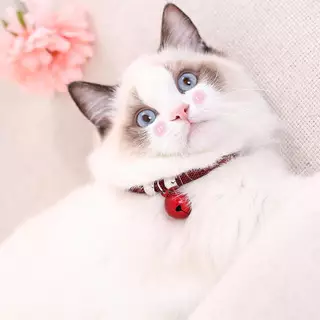 Pawsome สไตล์ญี่ปุ่นปลอกคอแมวไนลอนสร้อยคอระฆังลูกแมวปรับ ความปลอดภัยสัตว์เลี้ยงอุปกรณ์เสริมสําหรับขนาดเล็กและลูกแมว