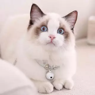 Pawsome สไตล์ญี่ปุ่นปลอกคอแมวไนลอนสร้อยคอระฆังลูกแมวปรับ ความปลอดภัยสัตว์เลี้ยงอุปกรณ์เสริมสําหรับขนาดเล็กและลูกแมว