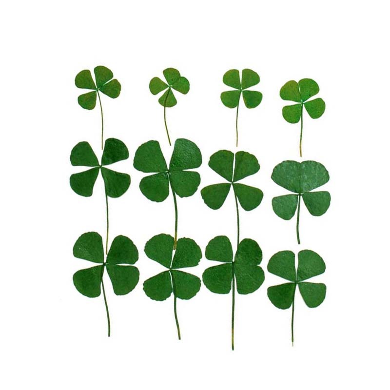 12pcs/lot,real ดอกไม ้ กดแห ้ งธรรมชาติ Lucky Four Leaf Clover Branch,Dry Press Green Leaves