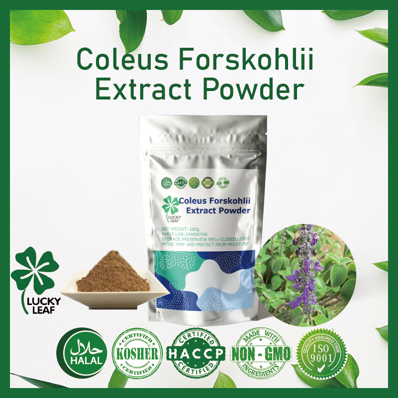 Coleus Forskohlii ผงสกัด / Forskolin / Corloonol-HALAL & KOSHER ได้รับการรับรองแล้ว