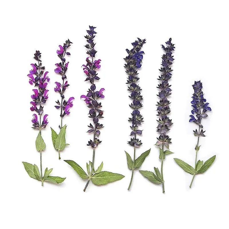 9 ~ 14 ซม./12PCS ธรรมชาติพืชแห้ง Pressed ดอกไม้ sage สาขา,Dry Press Salvia japonica Thub สําหรับอีพ็