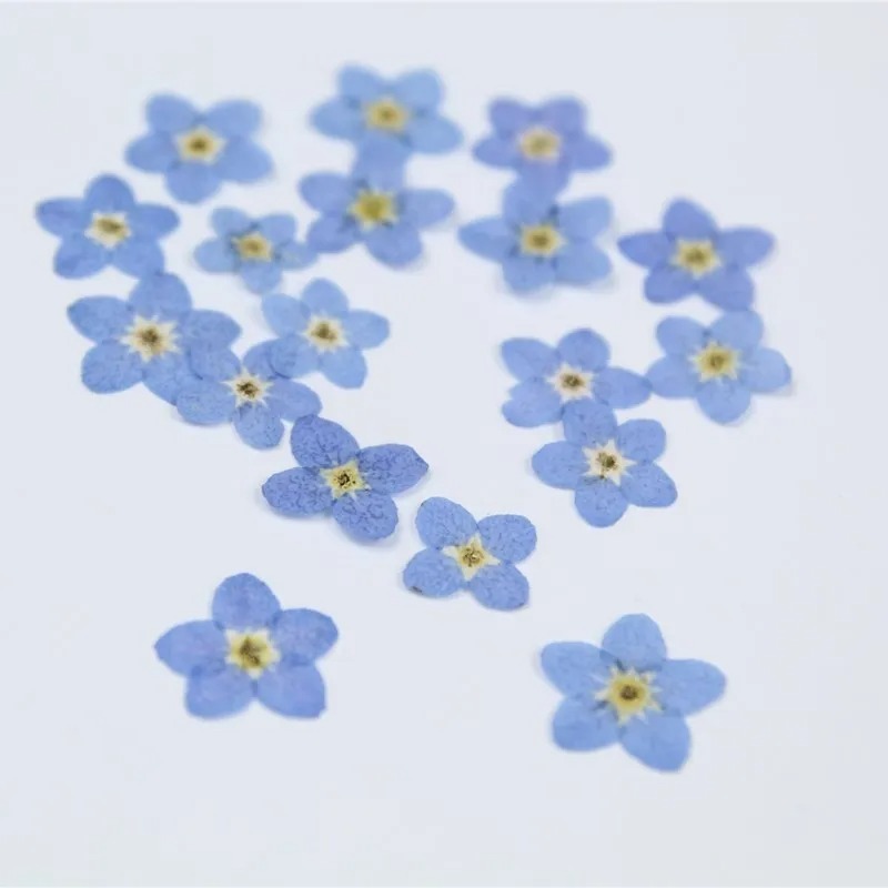 Pressed ลืมฉัน-ไม่แห้งดอกไม้ DIY เล็บใบหน้าแต่งหน้าหยดกาว Jewellery,20 ชิ้น/0.4-0.8 ซม.