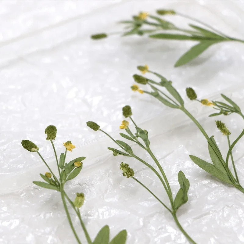 6-10 ซม./12PCS,ธรรมชาติป ่ า buttercup กดใบ embossing ดอกไม ้ DIY งานแต ่ งงานเชิญกรอบรูปโทรศัพท ์ กรณีบุ ๊ คมาร ์ คการ ์ ดอวยพรตกแต ่ ง
