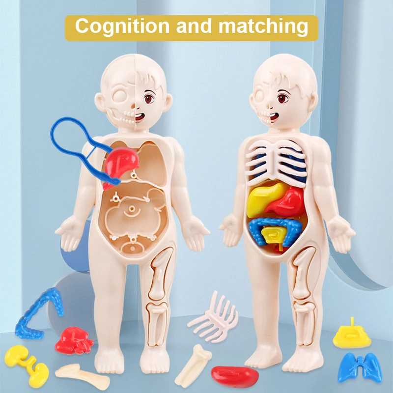 14 ชิ้นชุด Human Organ รุ่นเด็ก DIY ประกอบทางการแพทย์ Early Science และการศึกษาของเล่นสําหรับของขวัญวันเด็ก