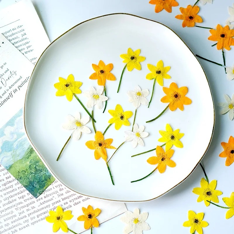 5-7cm/16pcs,real anemone ดอกไม ้ กลีบธรรมชาติกดดอกไม ้ ตกแต ่ งกรอบรูปโทรศัพท ์ บุ ๊ คมาร ์ คการ ์ ดอวยพรเชิญหยด gule เคสโทรศัพท ์