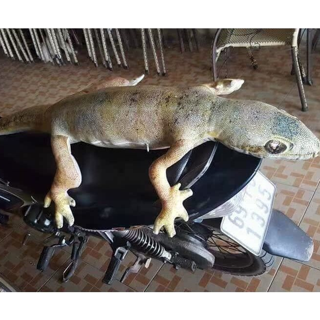 6876 ใหม่ หมอนตุ๊กตา ผ้าฝ้าย รูปการ์ตูนตุ๊กแก กิ้งก่าจําลอง ของเล่นสําหรับเด็ก - รูปที่ 6