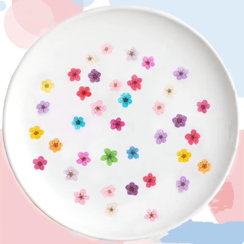 Pressed Narcissus แห้งดอกไม้ Plum Blossom Nail art กาวหยด Jewellery Facial Decal,0.7-1 ซม./20 ชิ้น