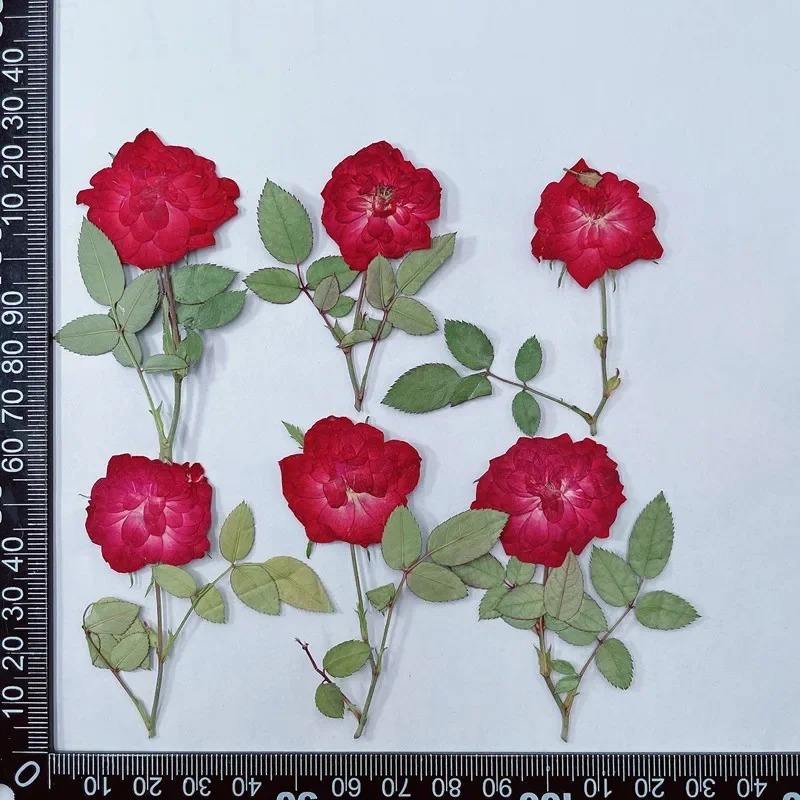 ธรรมชาติกดดอกกุหลาบดอกไม ้ แห ้ ง DIY ตกแต ่ งบ ้ านงานแต ่ งงานเชิญบุ ๊ คมาร ์ คกรอบรูป55-7ซม./12ชิ ้ น ราคา ถูกที่สุด ดีลบีเคเค แกลเลอรีภาพที่ 3