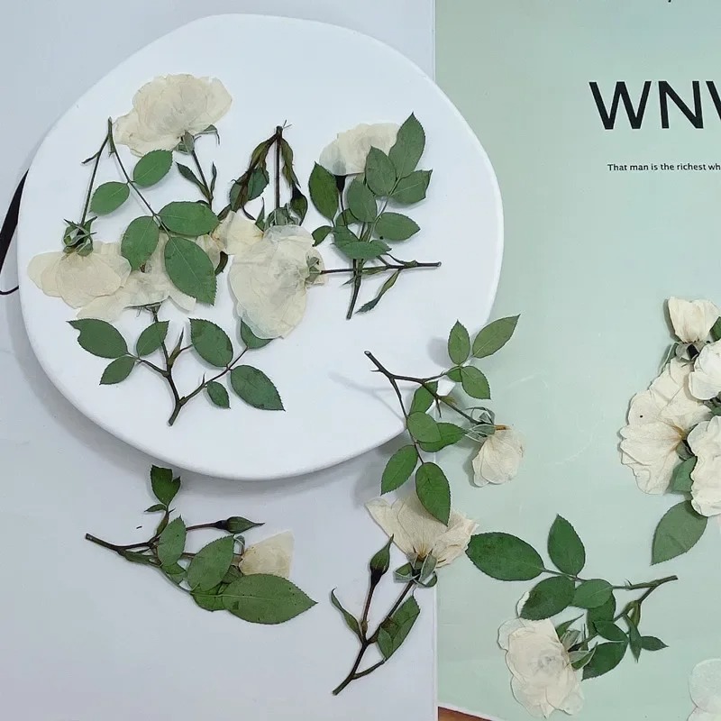 ธรรมชาติกดดอกกุหลาบดอกไม ้ แห ้ ง DIY ตกแต ่ งบ ้ านงานแต ่ งงานเชิญบุ ๊ คมาร ์ คกรอบรูป55-7ซม./12ชิ ้ น ราคา ถูกที่สุด ดีลบีเคเค แกลเลอรีภาพที่ 2