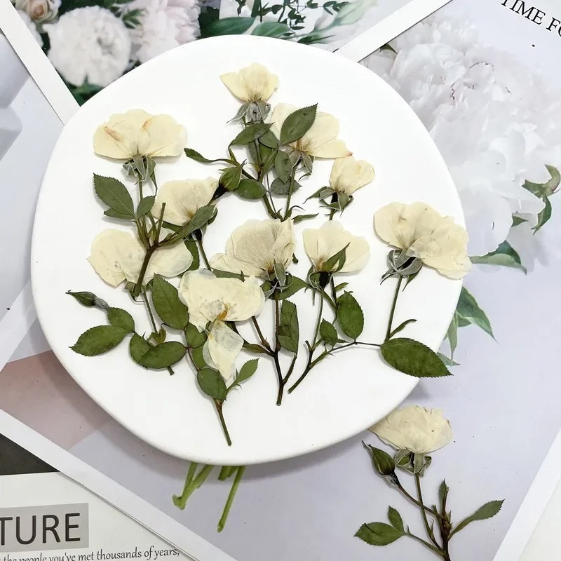 ธรรมชาติกดดอกกุหลาบดอกไม ้ แห ้ ง DIY ตกแต ่ งบ ้ านงานแต ่ งงานเชิญบุ ๊ คมาร ์ คกรอบรูป55-7ซม./12ชิ ้ น ราคา ถูกที่สุด ดีลบีเคเค แกลเลอรีภาพที่ 5